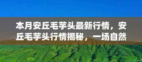 安丘毛芋头最新行情揭秘,自然美景下的治愈之旅