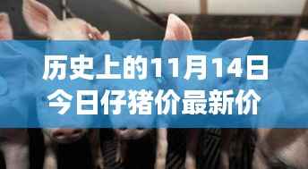 历史上的11月14日仔猪市场深度解析,价格走势与市场动态报告