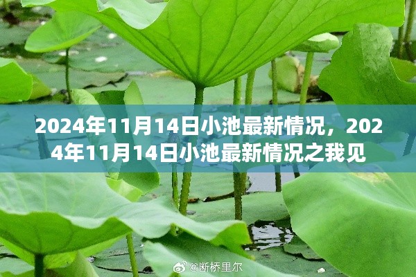 2024年11月14日小池最新情况深度解析