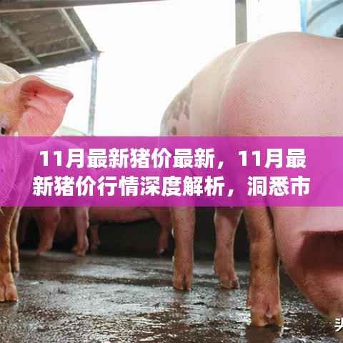 11月最新猪价行情深度解析,市场走势洞悉与预测