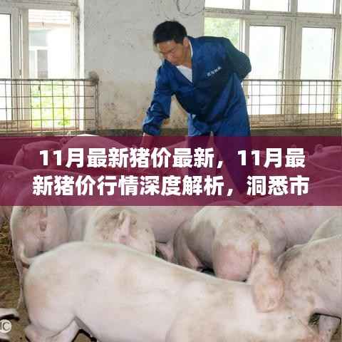 11月最新猪价行情深度解析,市场走势洞悉与预测