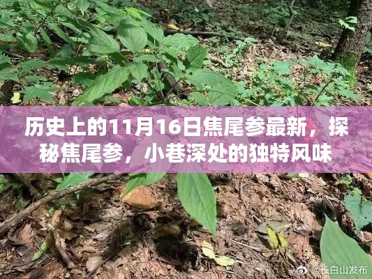 焦尾参,历史探寻与小巷深处的独特风味宝藏
