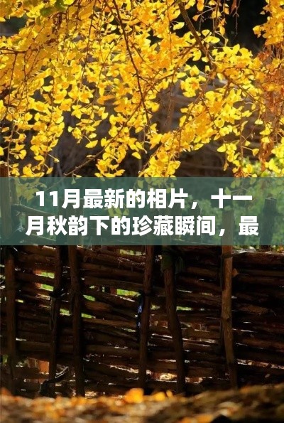 十一月秋韵下的珍藏瞬间,最新相片大放送