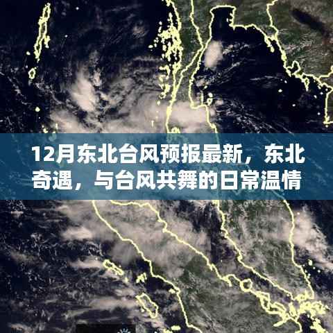 东北奇遇,台风预报下的温情日常