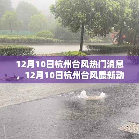 杭州台风最新动态与热门消息全解析(12月10日)