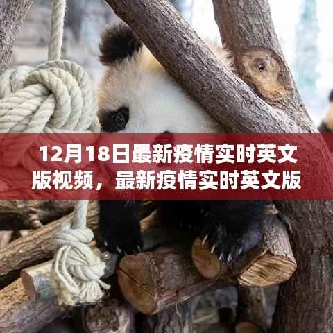 聚焦防控与公众观点冲突,最新疫情实时英文版视频分析与解读