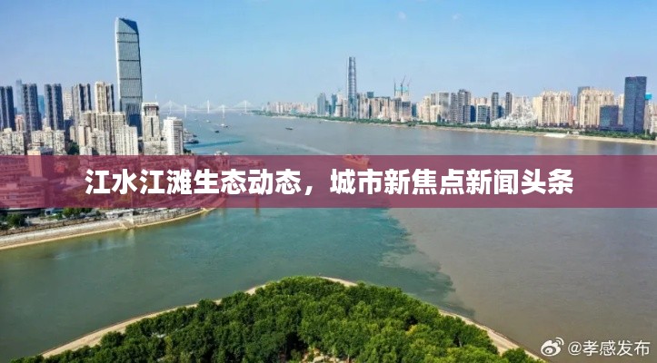 江水江滩生态动态,城市新焦点新闻头条