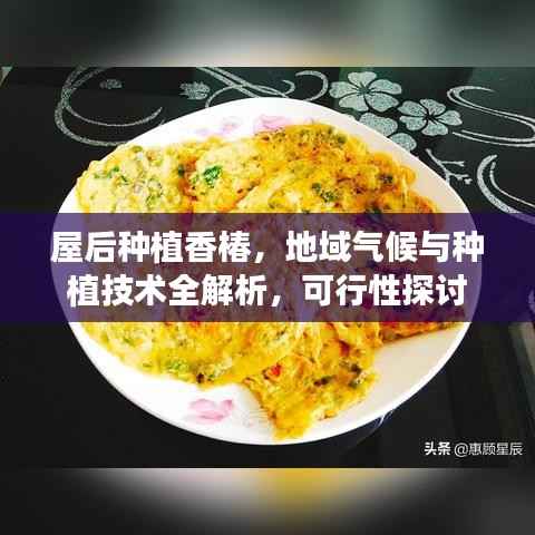 屋后种植香椿，地域气候与种植技术全解析，可行性探讨