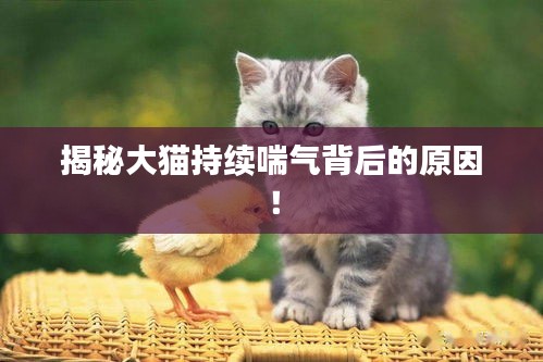 揭秘大猫持续喘气背后的原因！